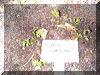 seedling
